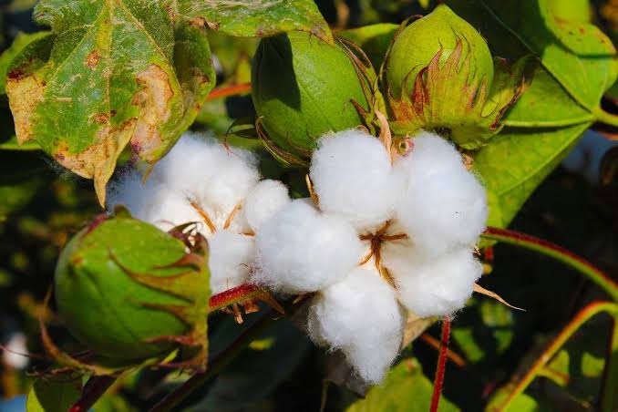 Premium cotton plant in bloom